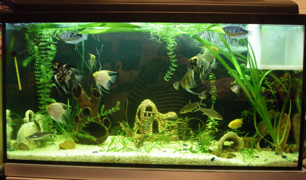 Картинка с форума